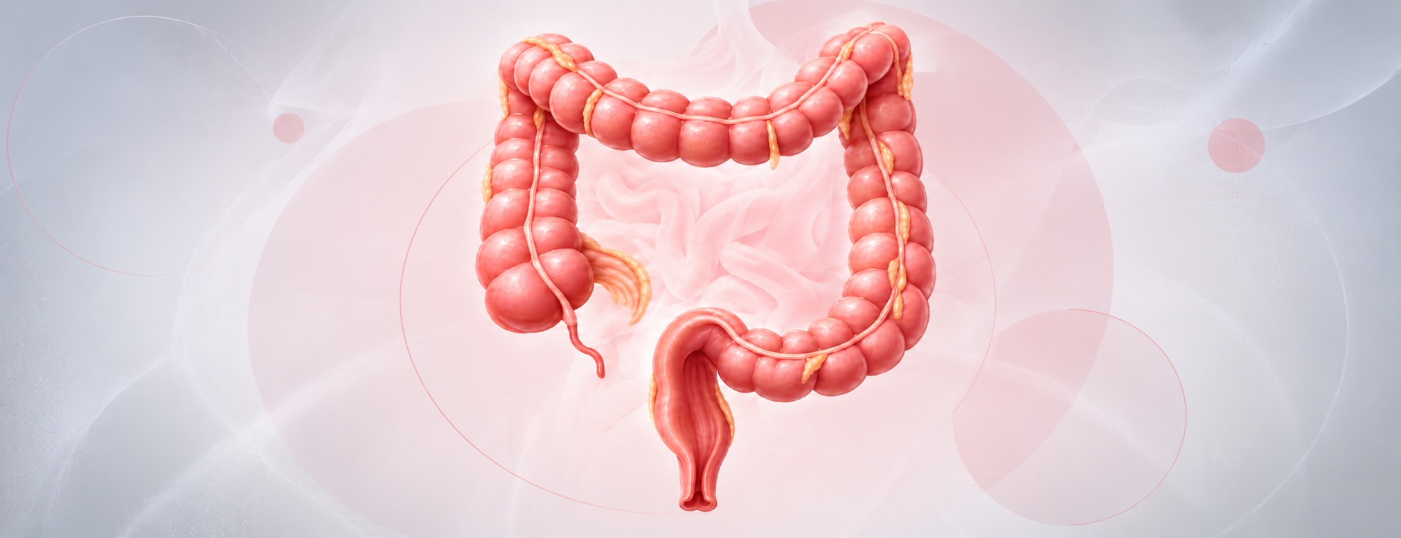 Anatomical illustration of the colon and rectum
